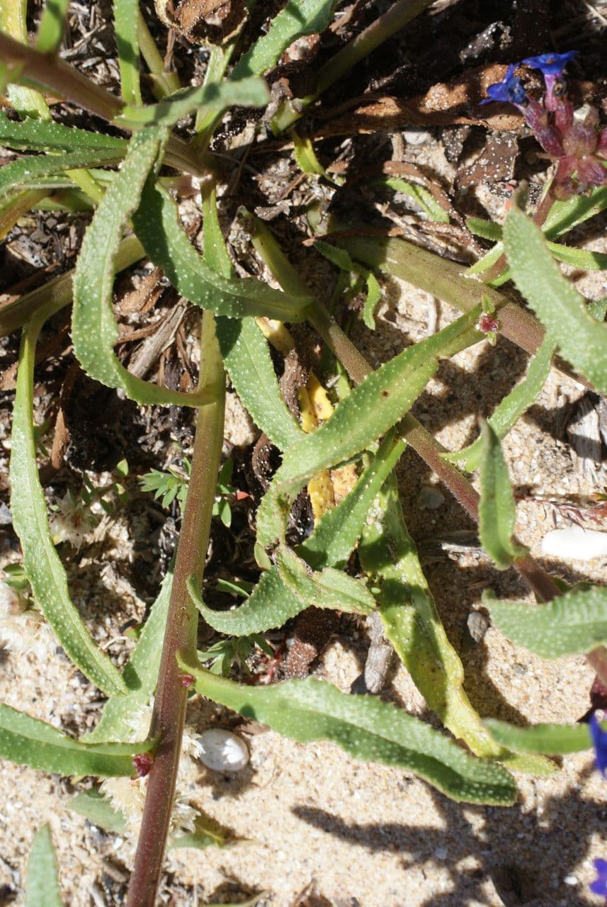 Anchusa 14