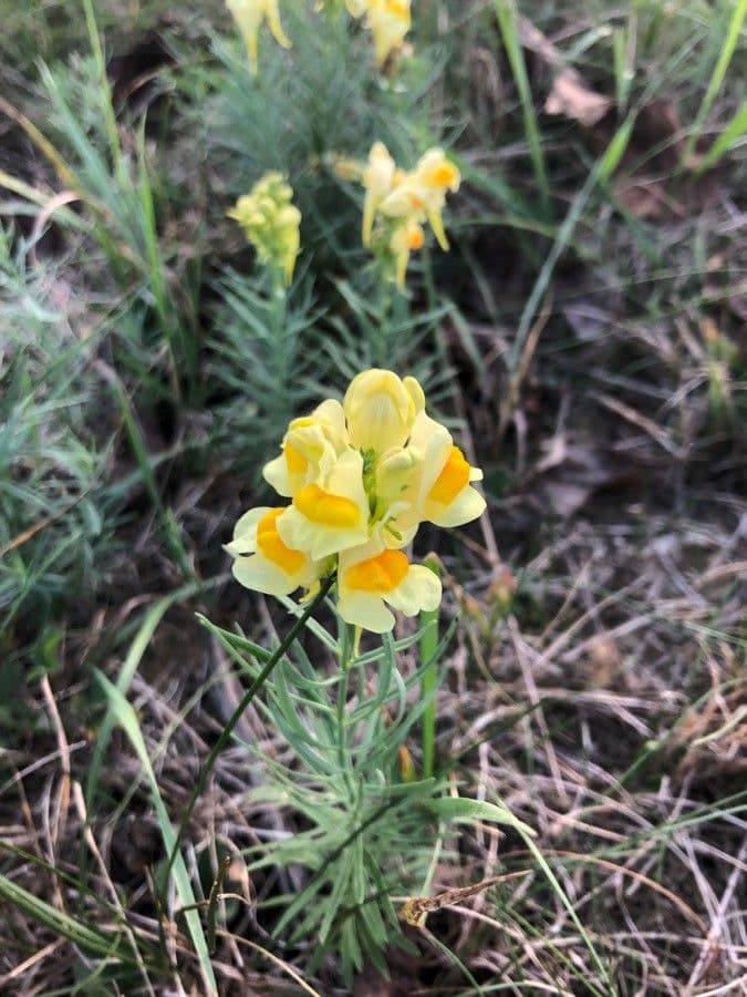 Linaria comune 8
