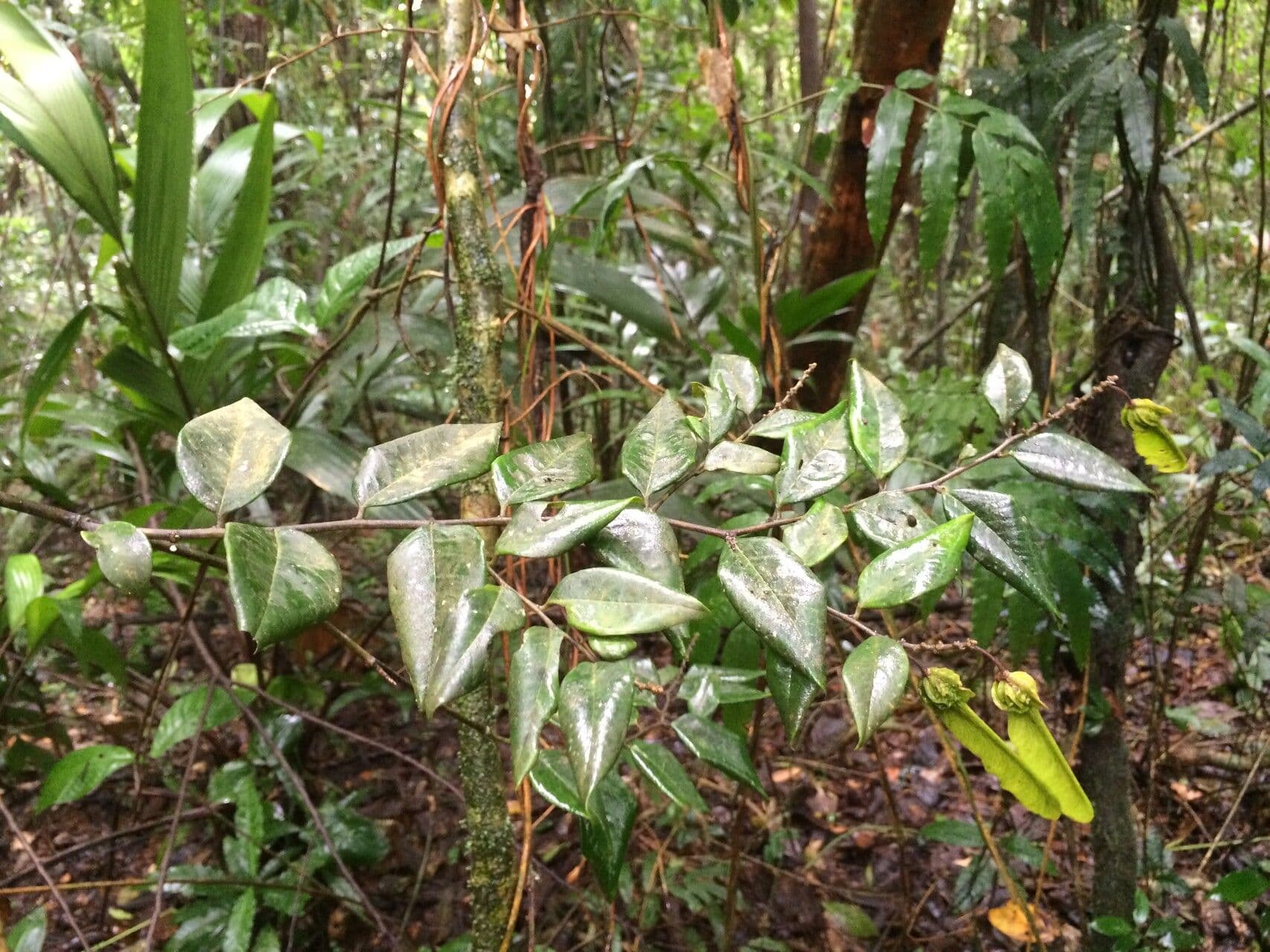 Securidaca 6