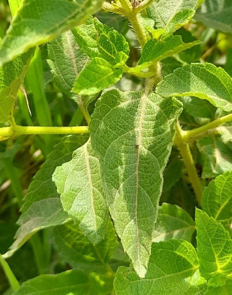Lantana 15