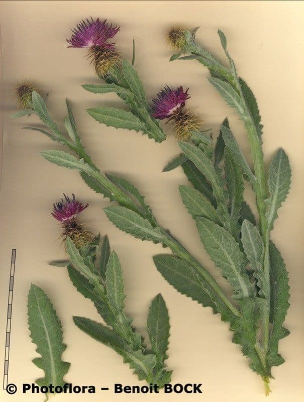 Centaurea 23