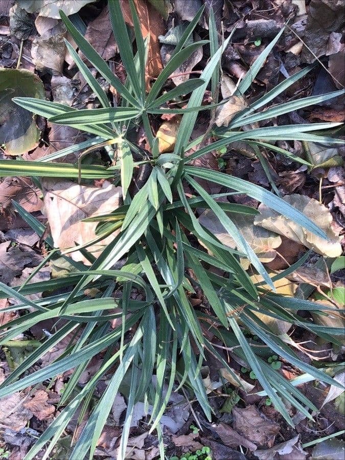 Trithrinax 3