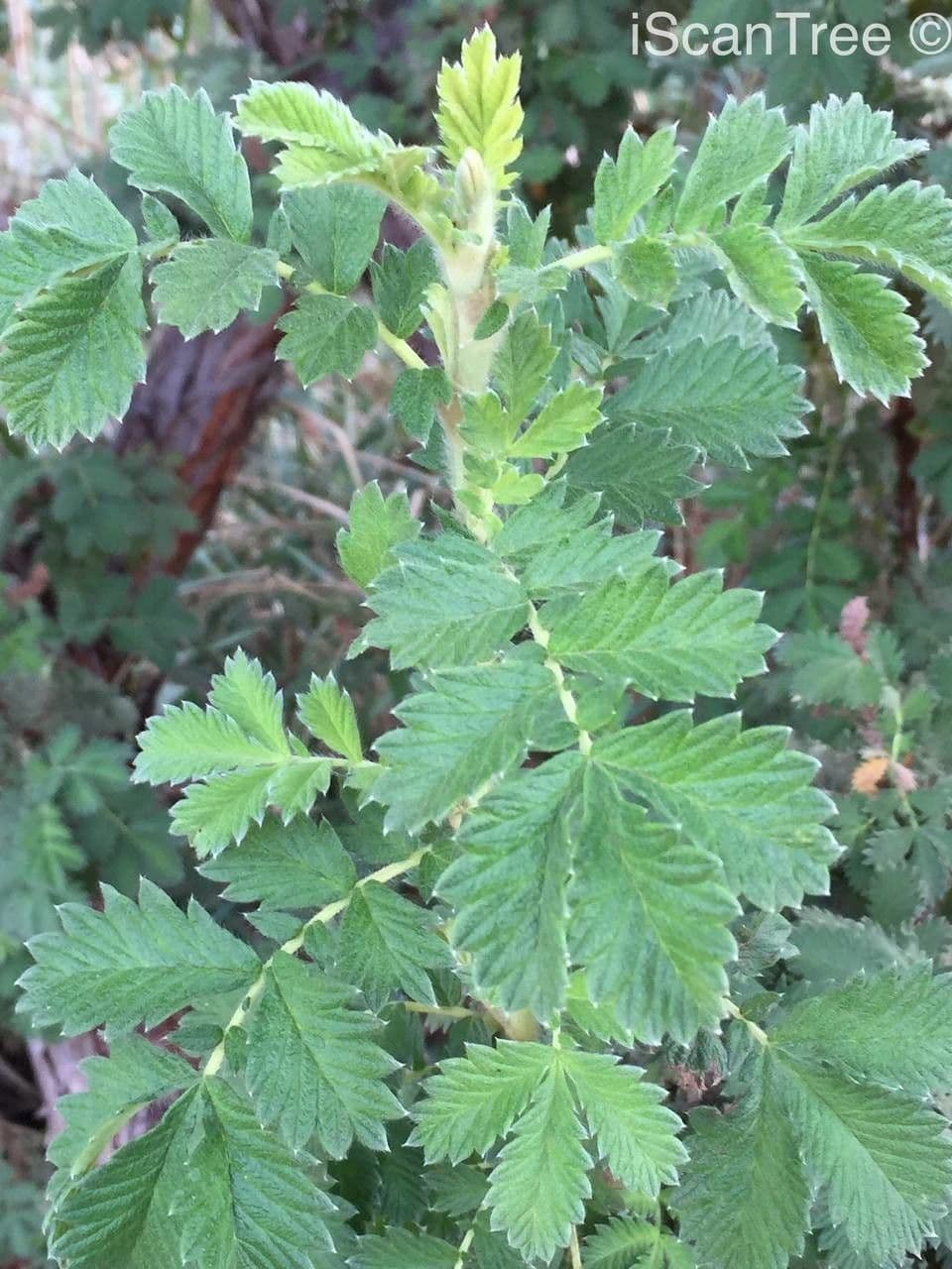 Leucosidea 3