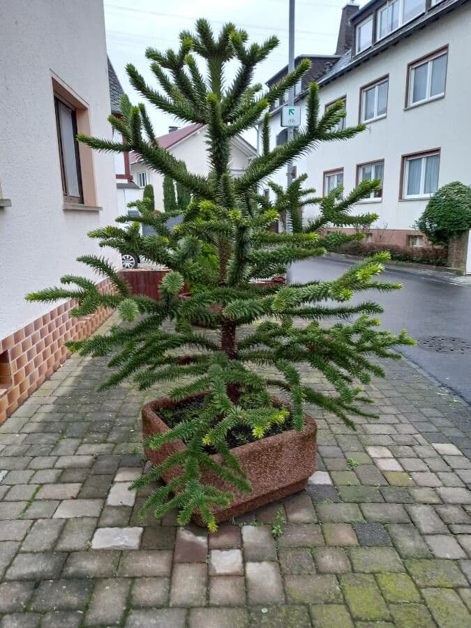 Aracauaria 12