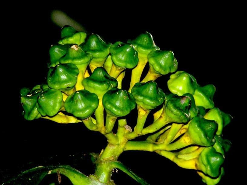 Potalia turbinata 3
