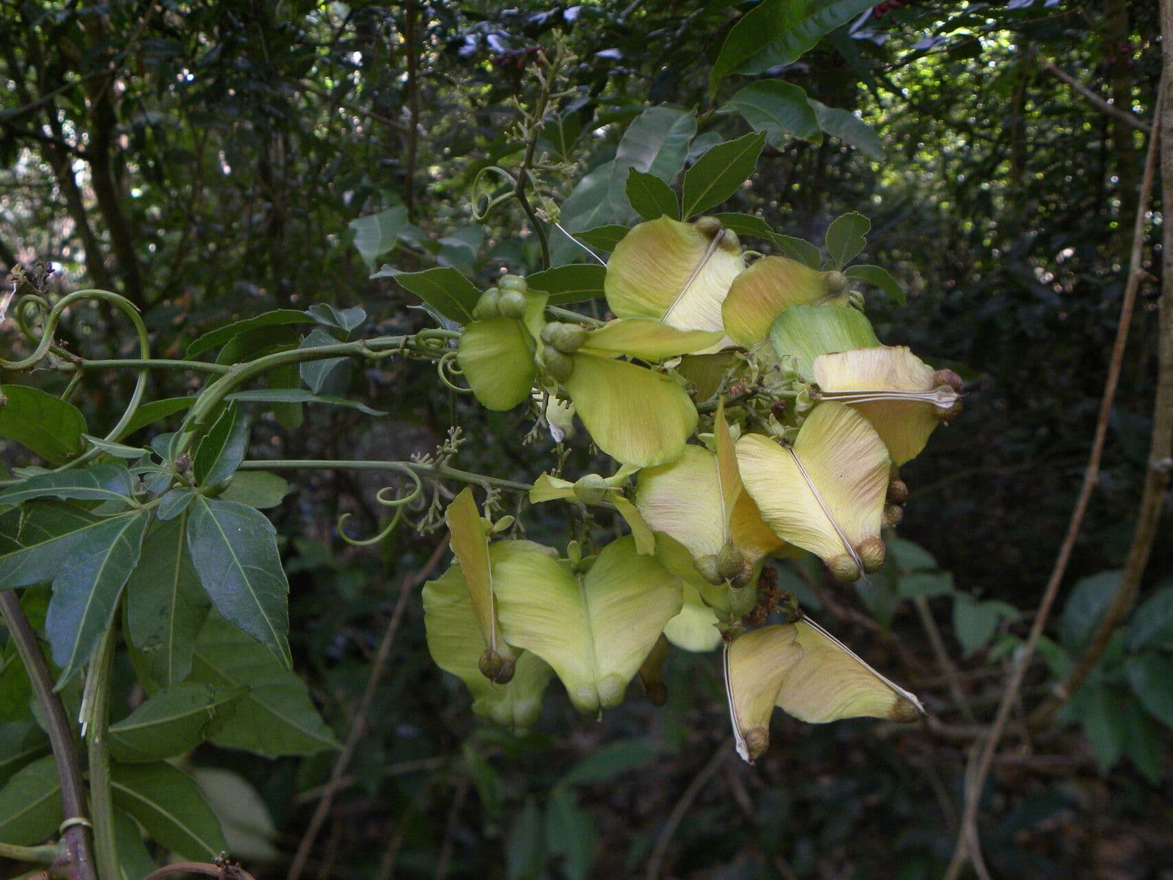 Serjania 3