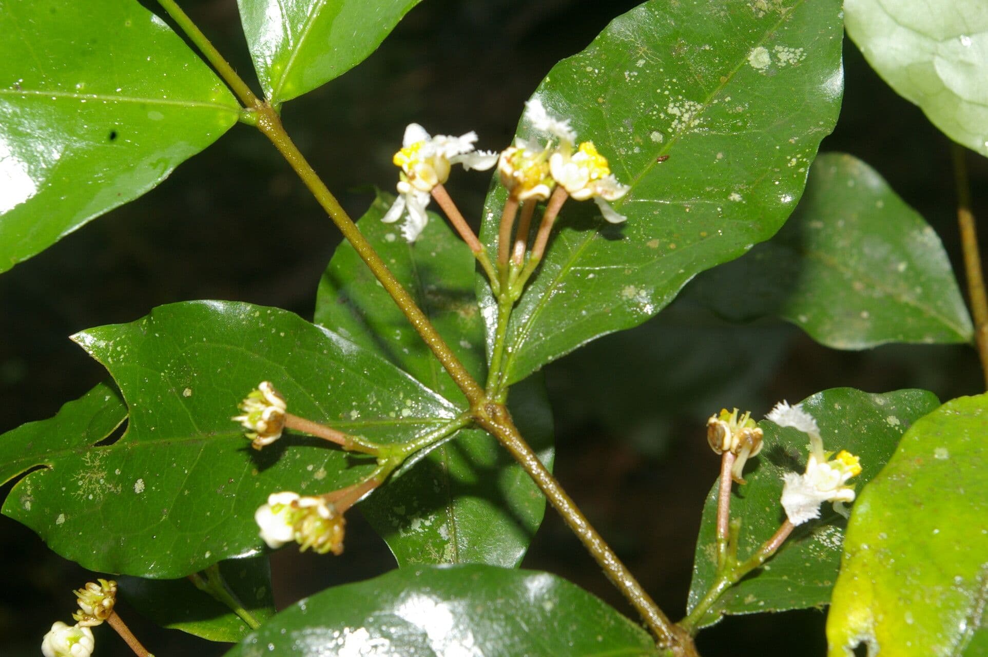 Malpighia 2