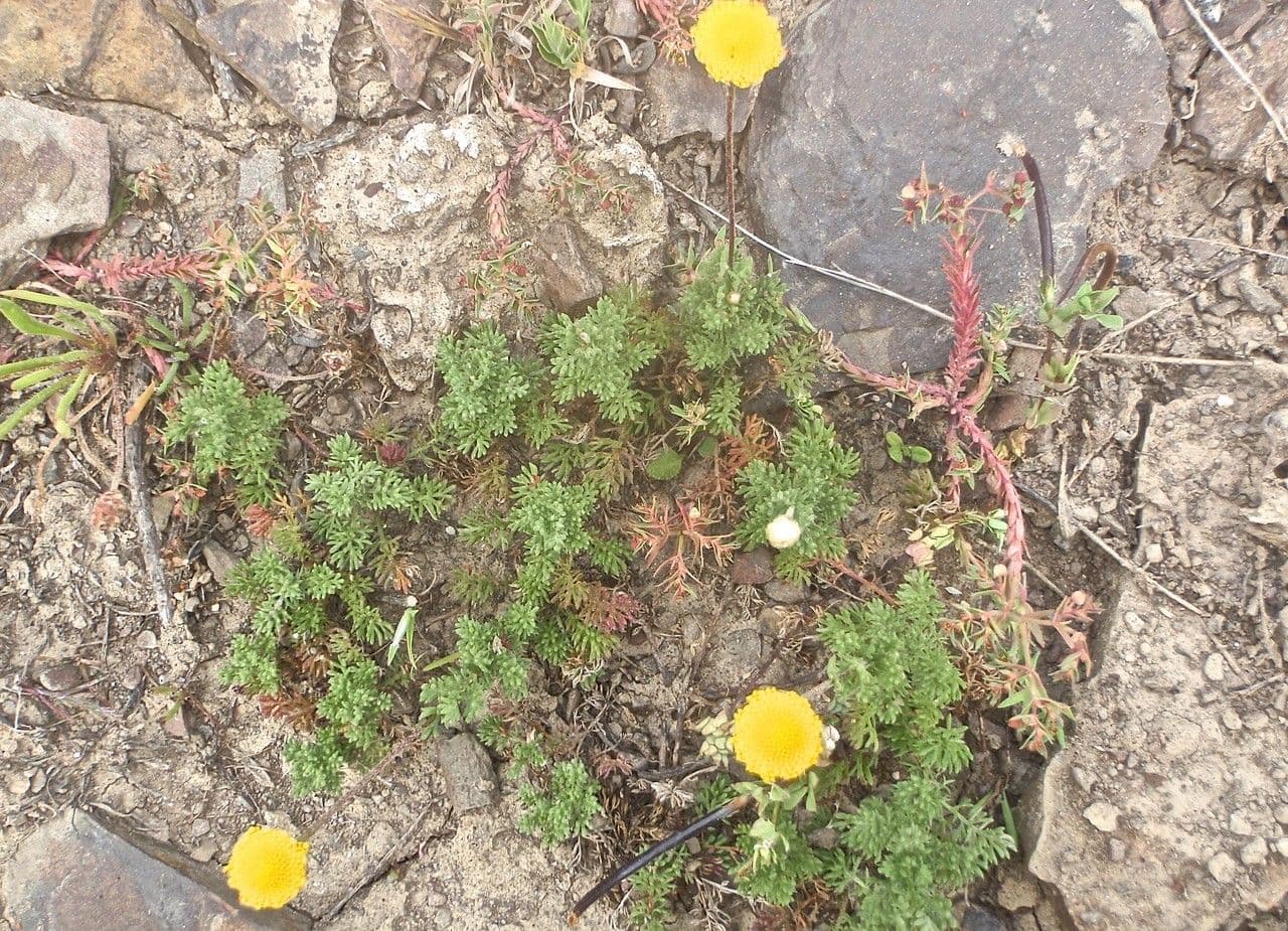 Cotula anthemoides 5