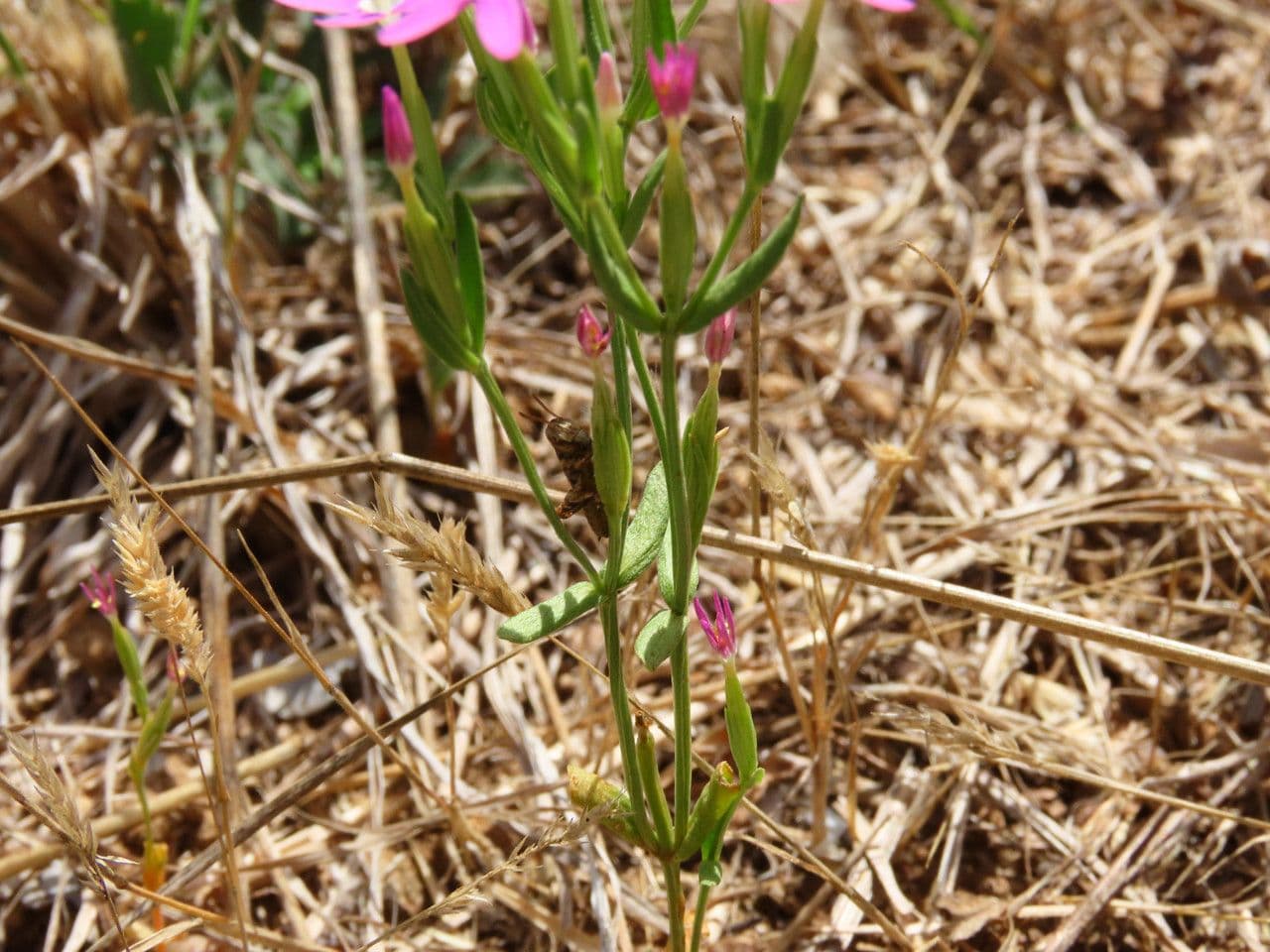 Centaurella tenuiflora 18