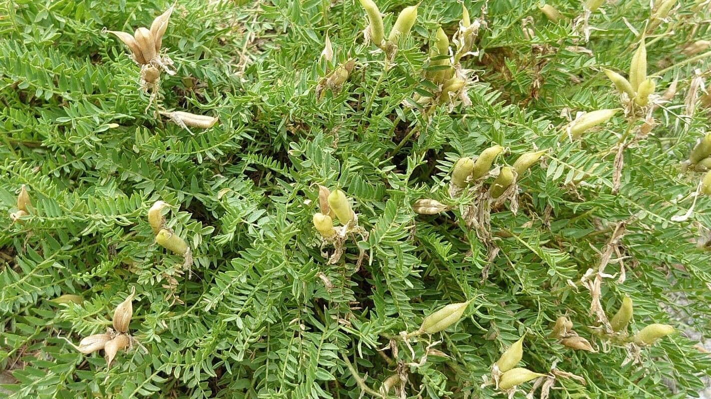 Oxytropis fetida 18