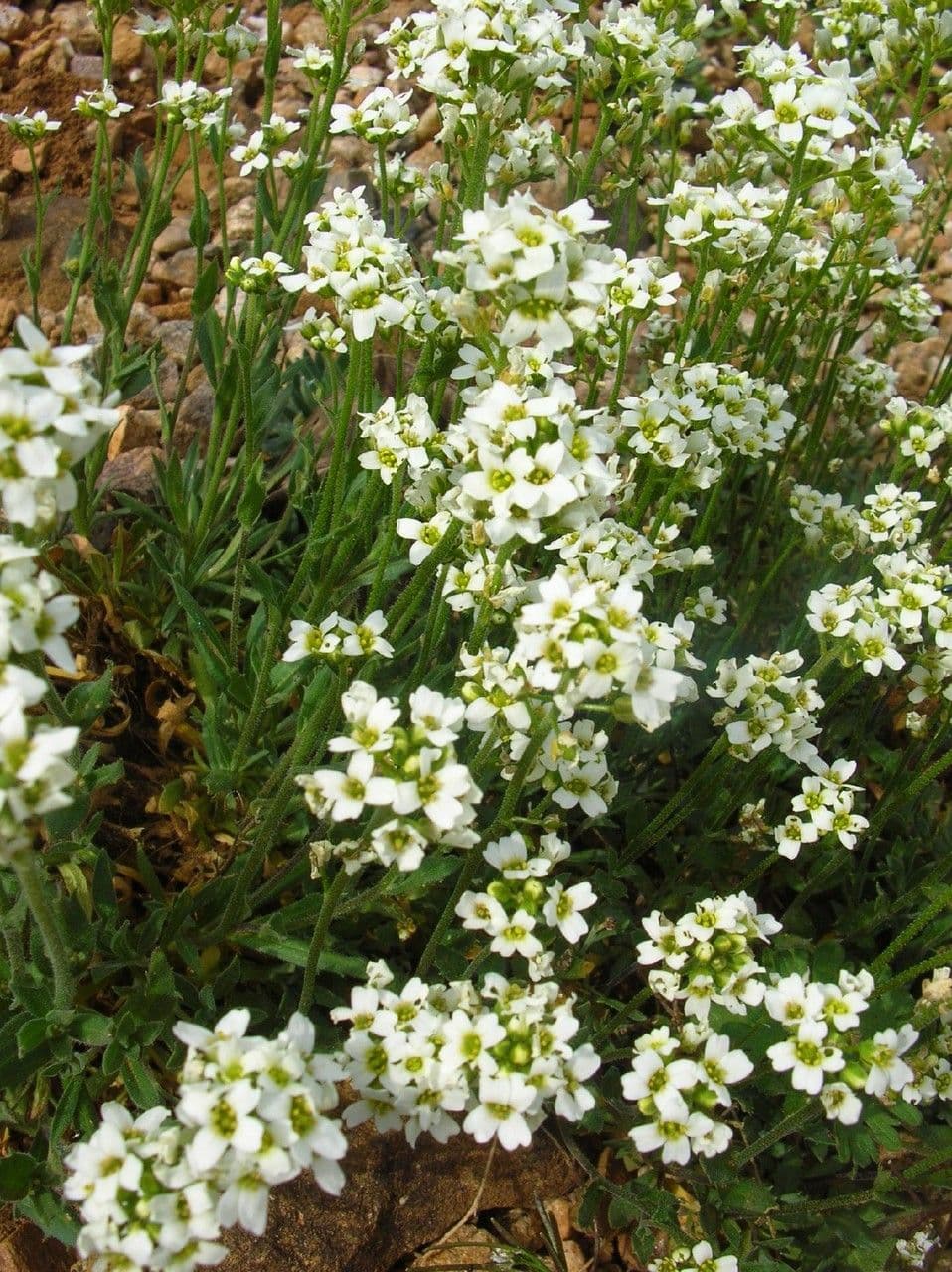 Draba incana 11