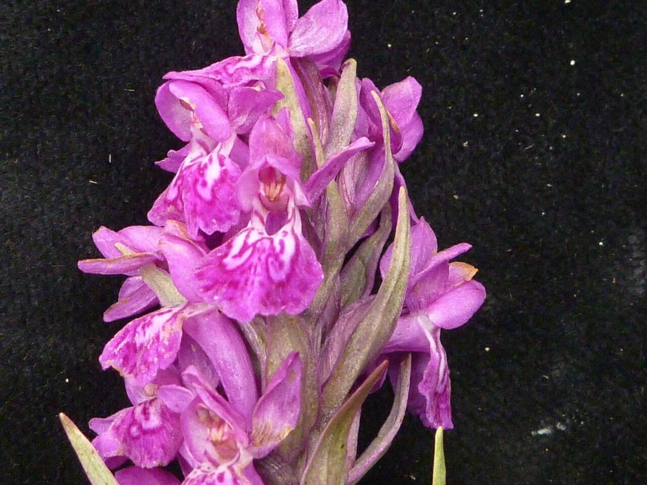 Prstnatec hatagirea 3