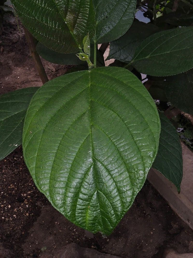 Myriocarpa 7