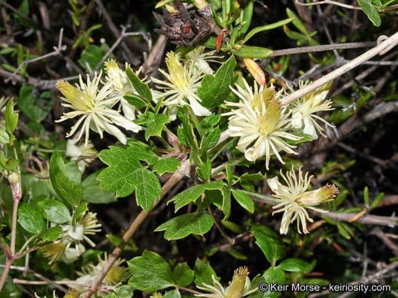 Clematide a pochi fiori 11