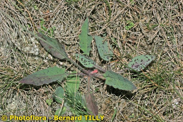 Hieracium 13