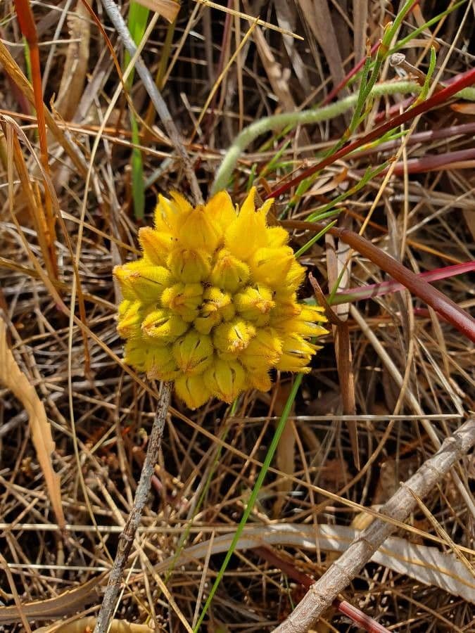 Conostylis