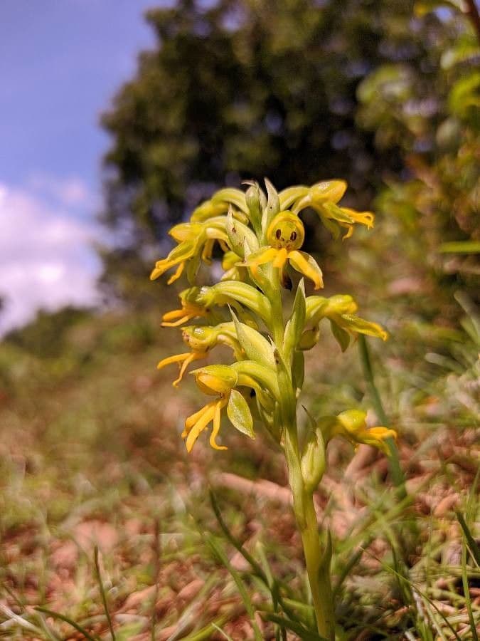 Habenaria 4