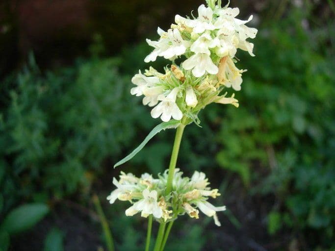 Penstemon 3