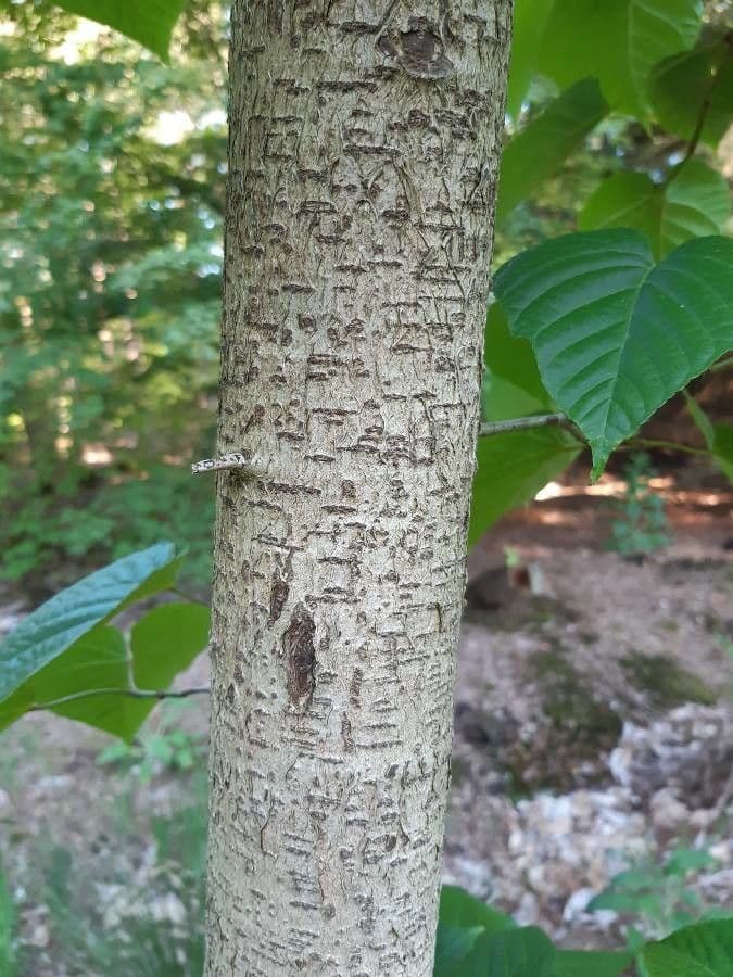 Arce de hoja de tilo 10
