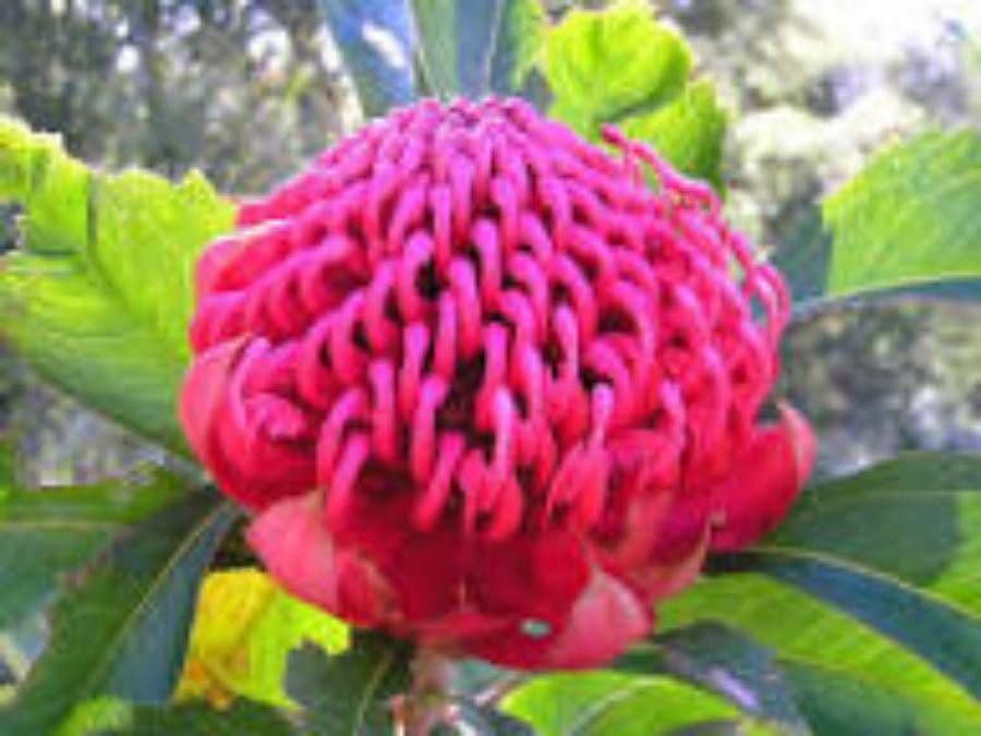 Telopea speciosissima 17