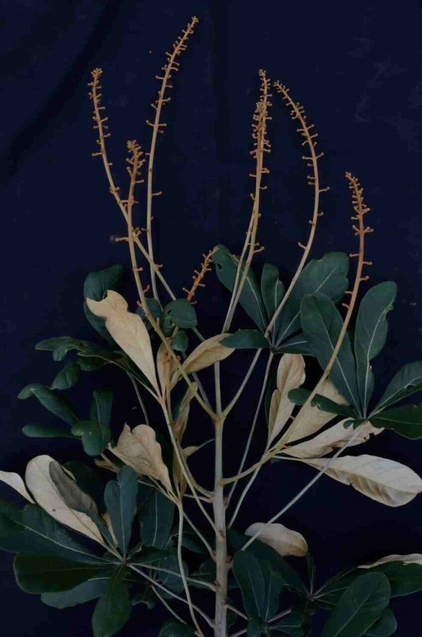 Schefflera 6