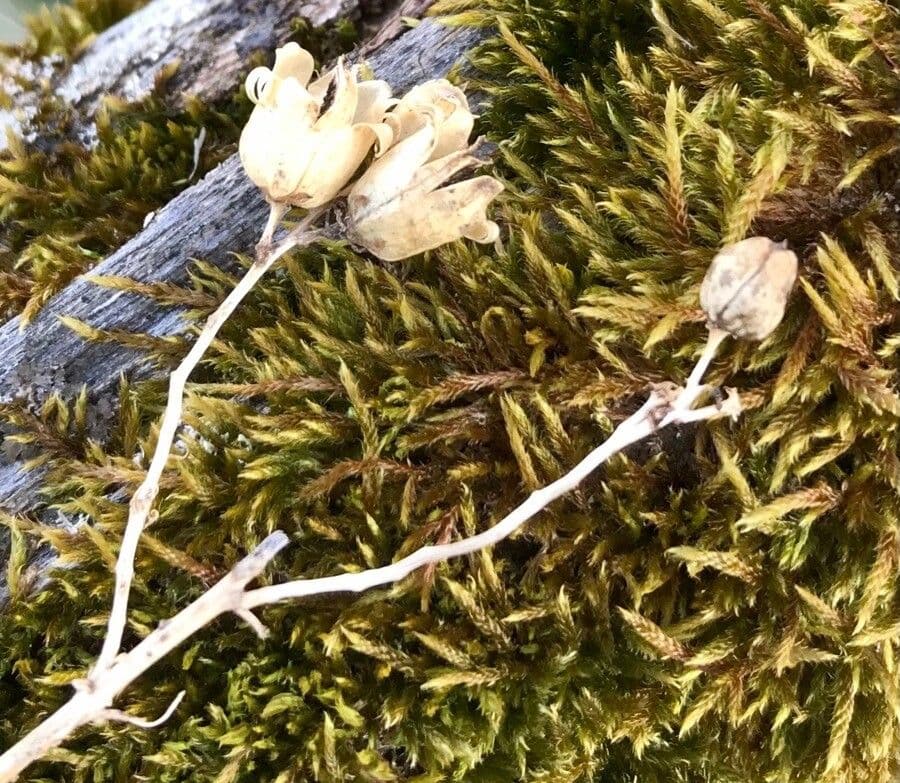 Herbst-Blaustern 5