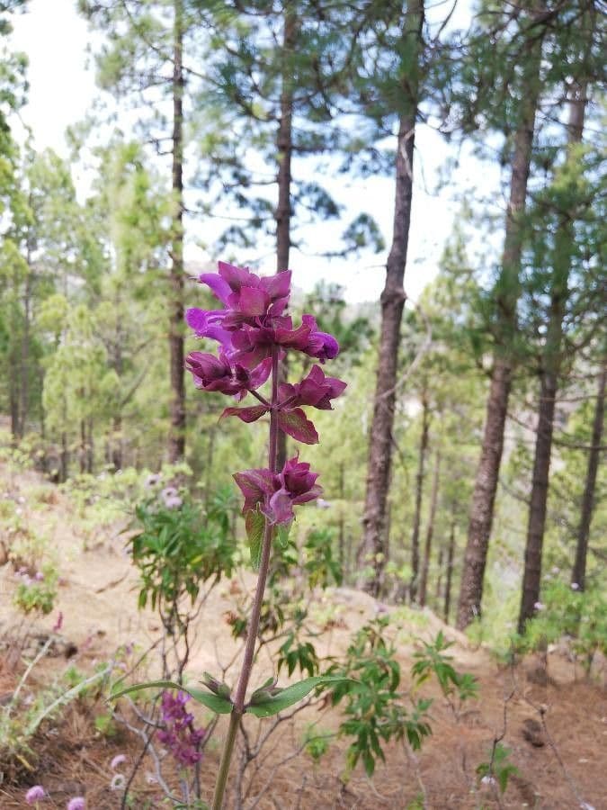 Salvia 8