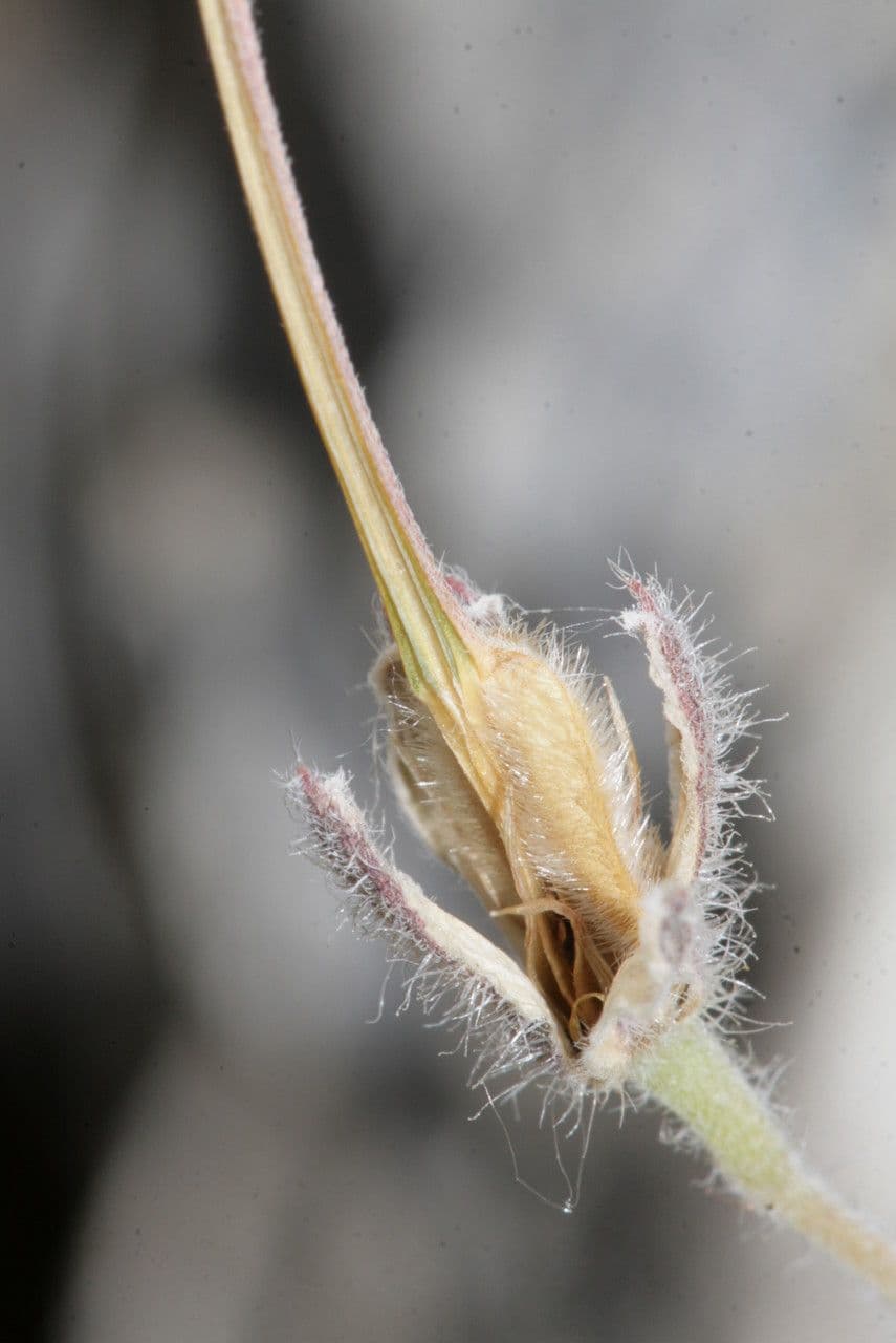 Stinkender Storchschnabel 5