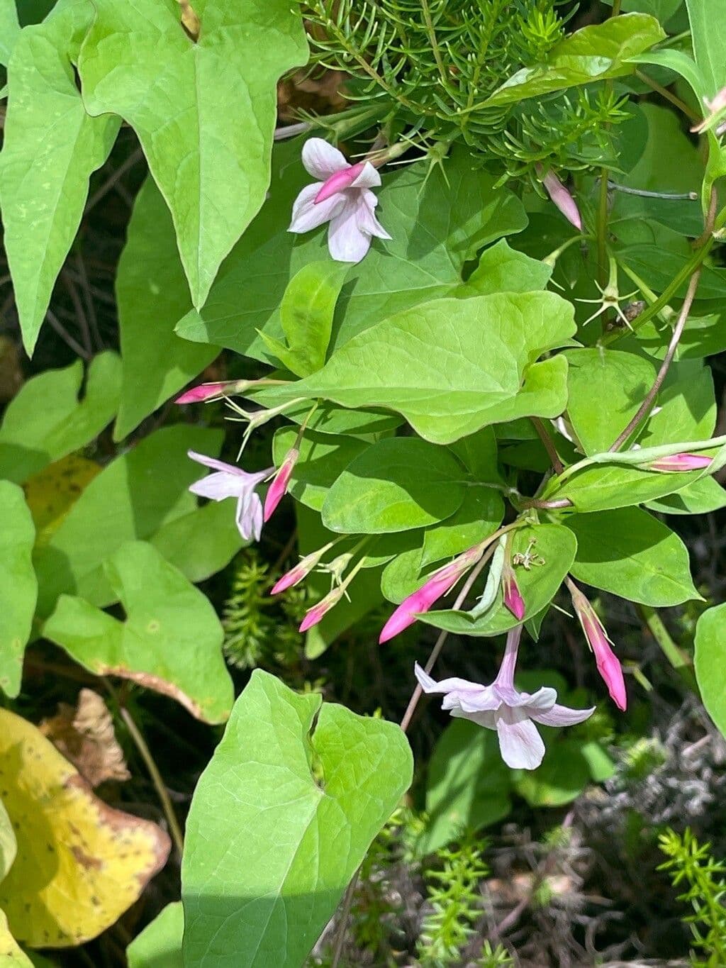 Stephans Jasmin 2
