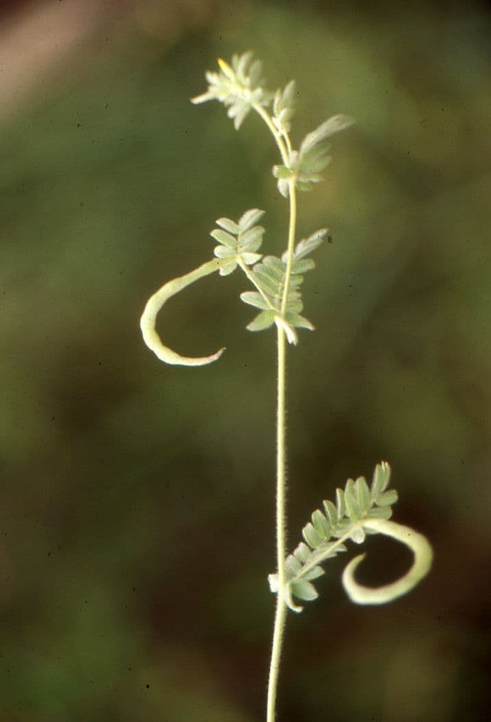 Ornithopus pinnatus 2