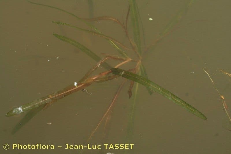 Erba-coltella ottusa 2