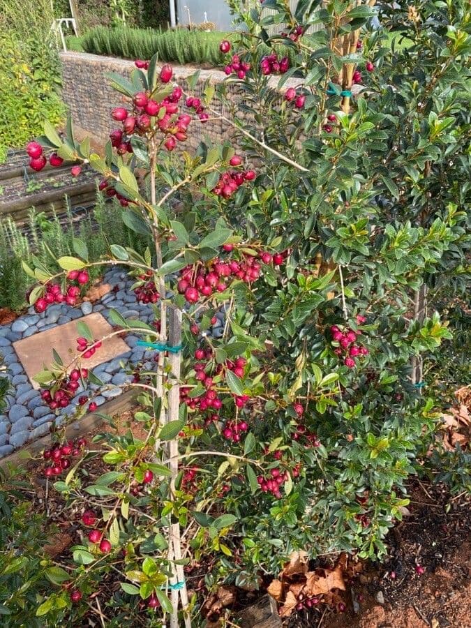 Syzygium paniculatum 2