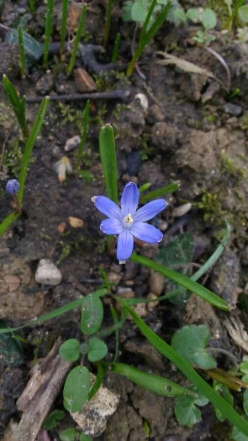 Scilla di Boissier 6