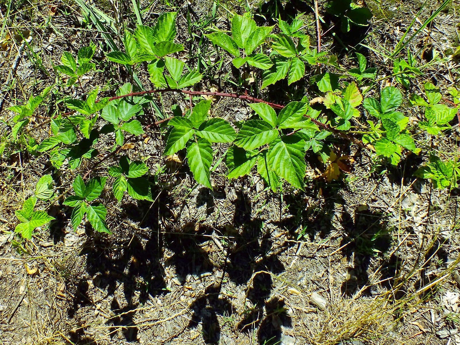 Rote Brombeere 9