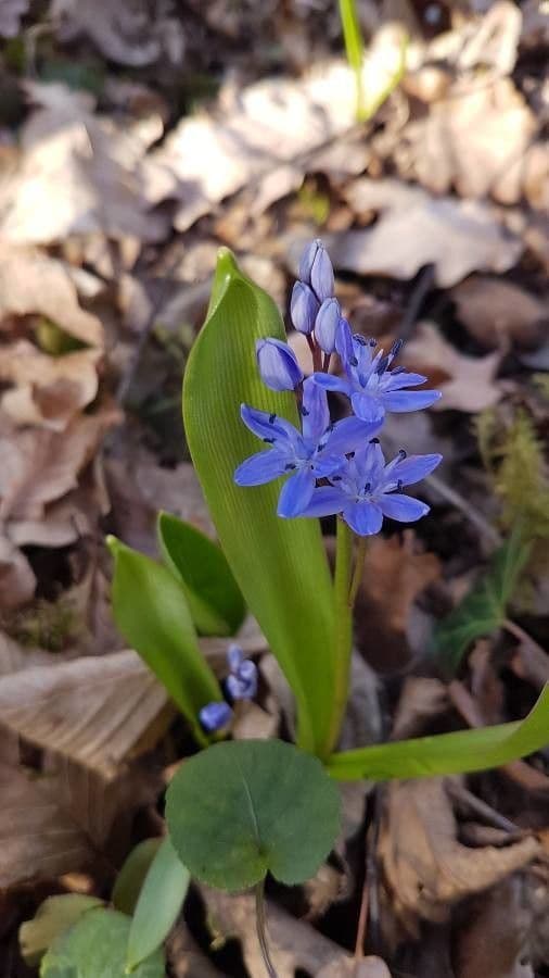 Scilla silvestre 6