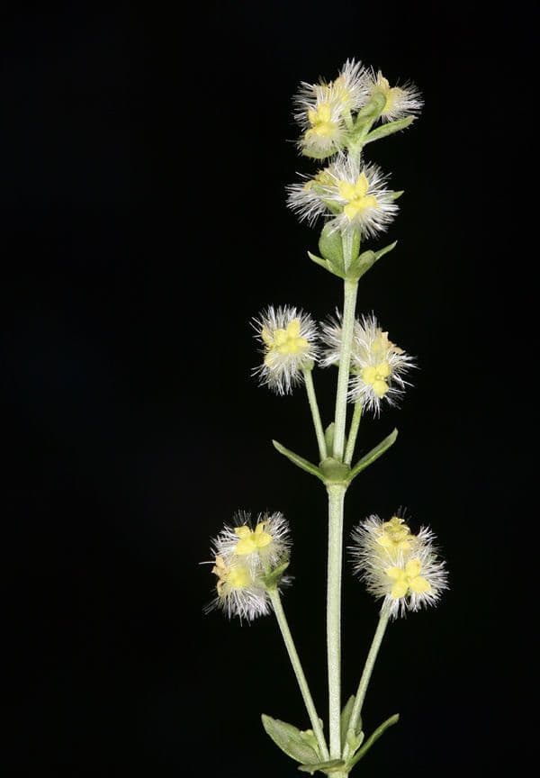 Galium serpenticum 4