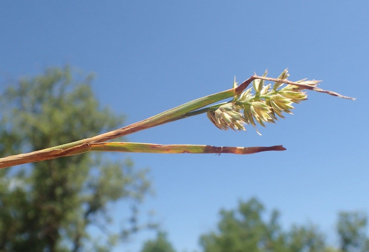 Fienarola compressa 8
