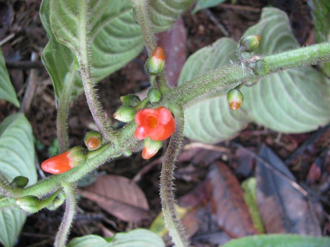 Besleria 9