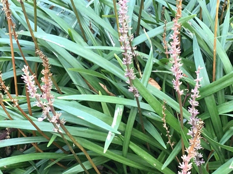 Liriope 17