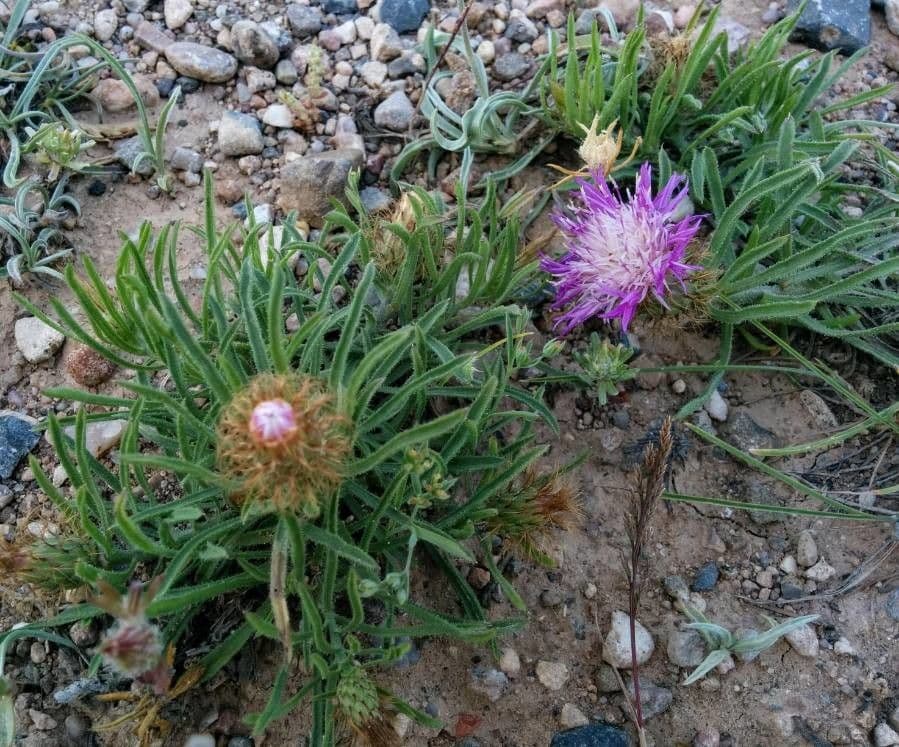 Leinblättrige Flockenblume 4