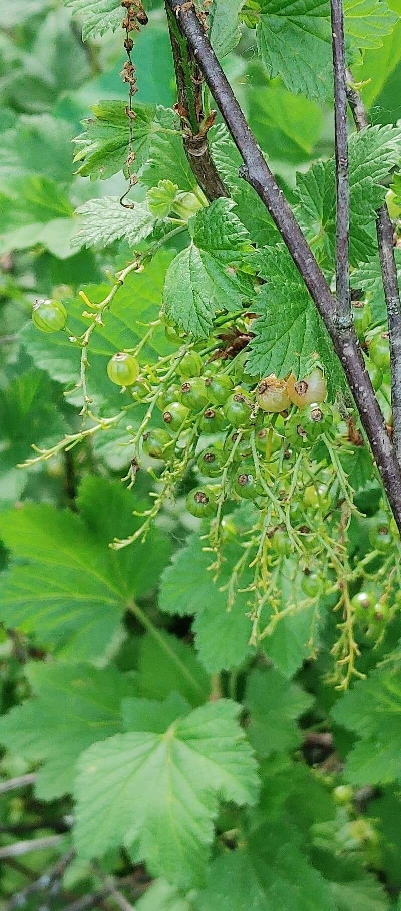 Ribes petraeum 8