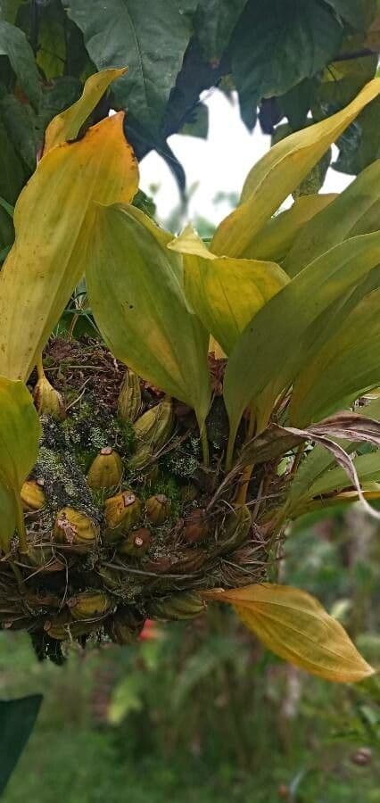 Stanhopea 12