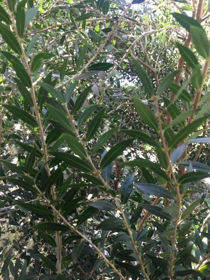 Myrciaria delicata 7