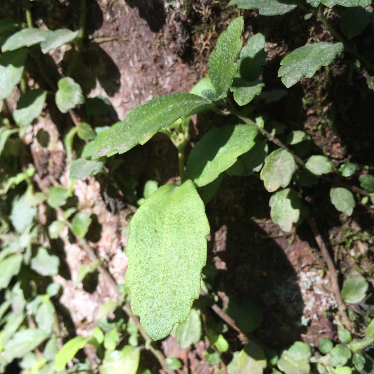 Asteranthera 23