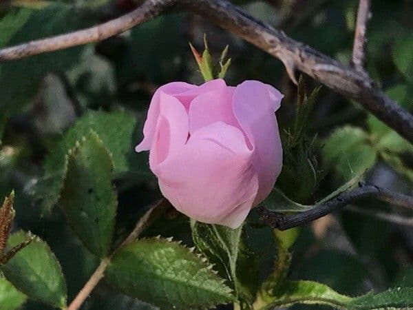 Rosa selvatica comune 9