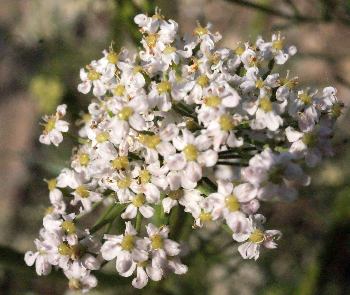 Kreuzkümmel 9