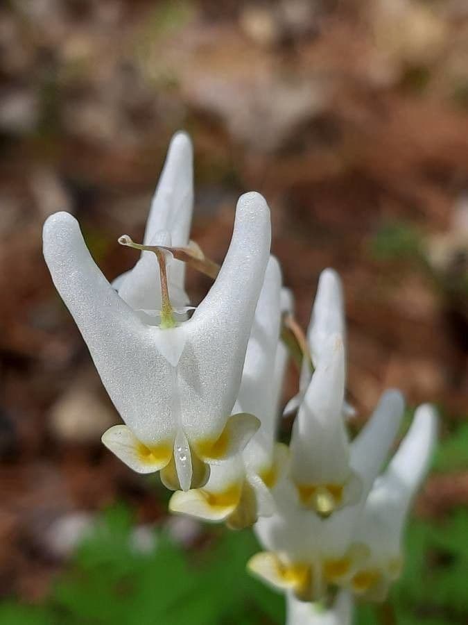 Dicentra de capucha 5