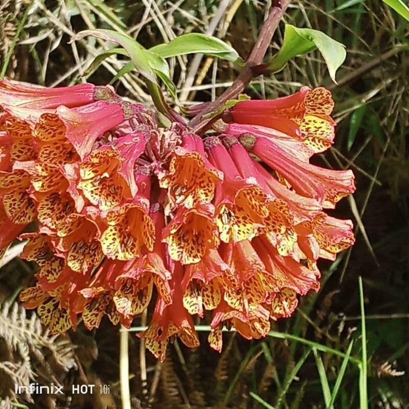 Bomarea multiflora 2