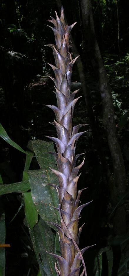 Pitcairnia 17