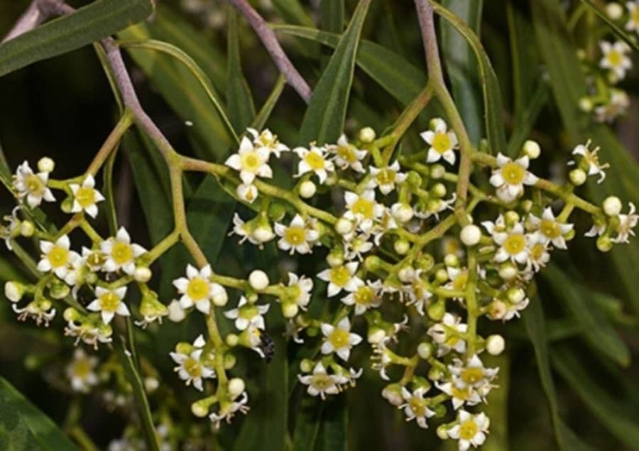 Geijera parviflora